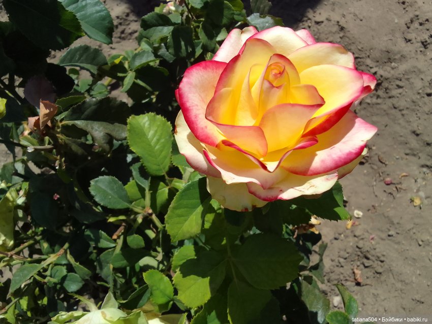 РОЗАтерапия с подружками Крузи