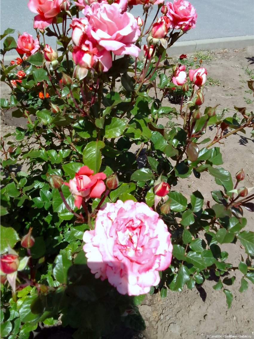 РОЗАтерапия с подружками Крузи (фото 4)