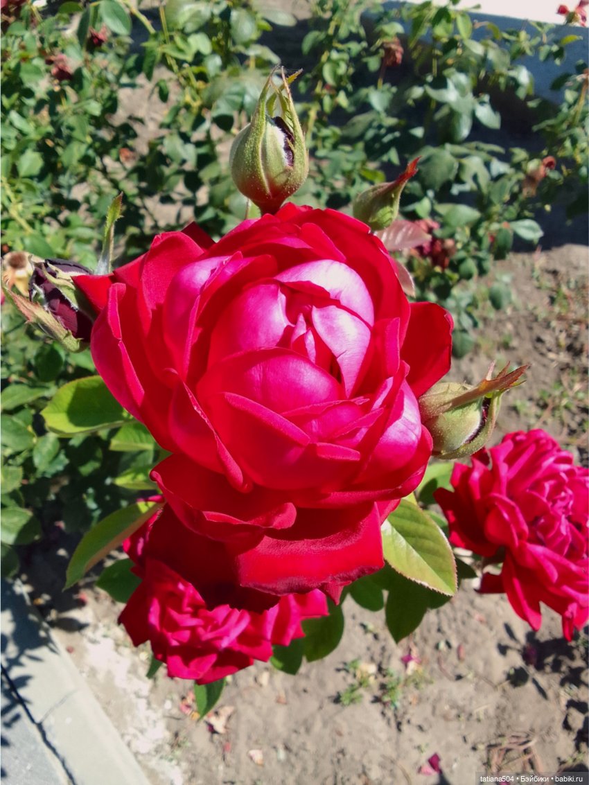 РОЗАтерапия с подружками Крузи