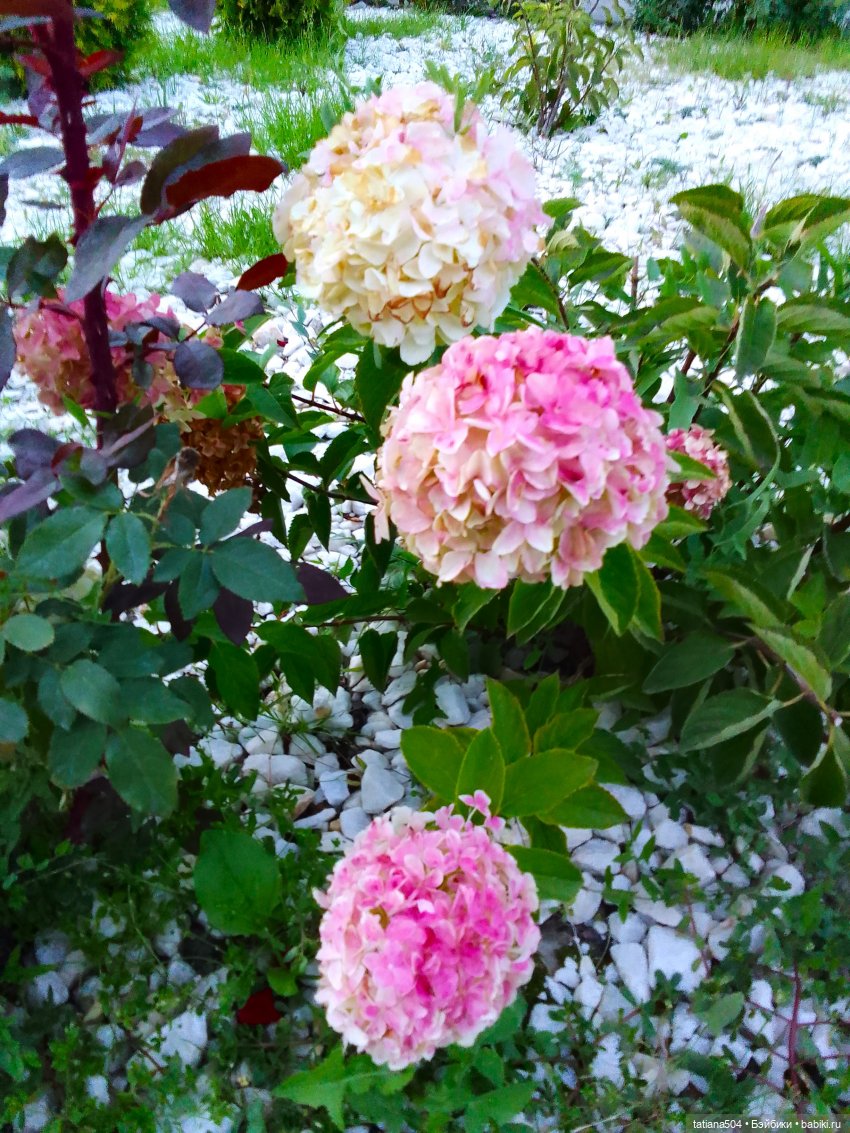 РОЗАтерапия с подружками Крузи