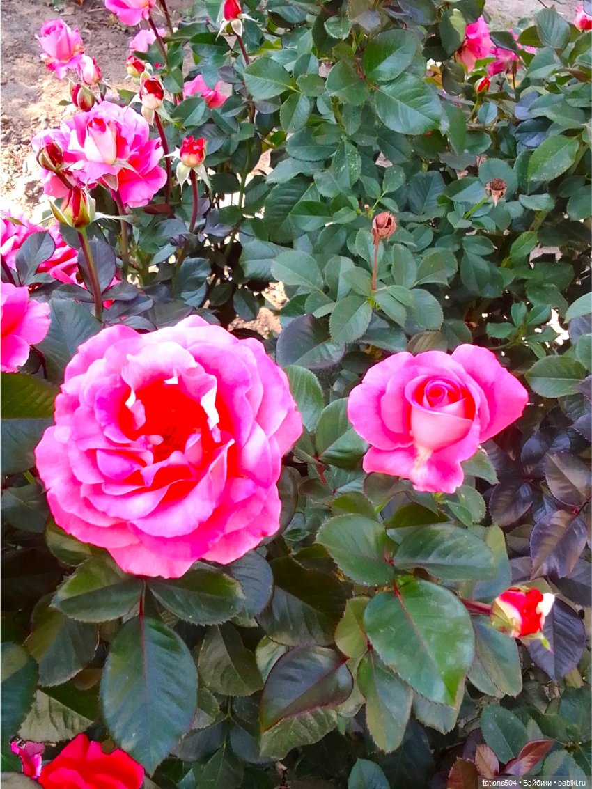 РОЗАтерапия с подружками Крузи