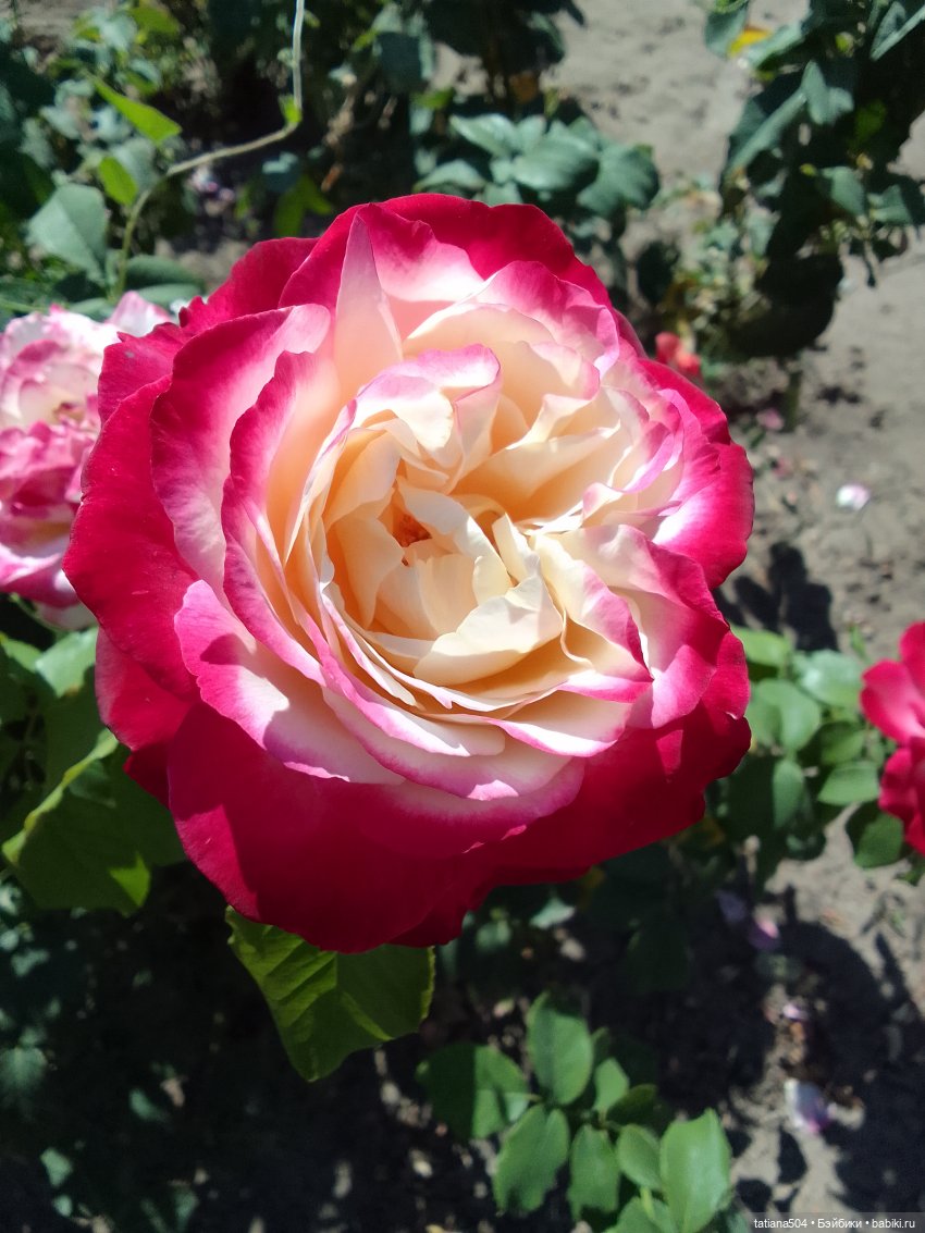 РОЗАтерапия с подружками Крузи