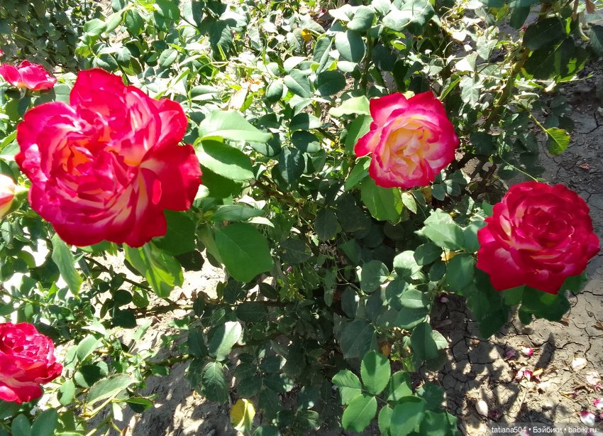 РОЗАтерапия с подружками Крузи