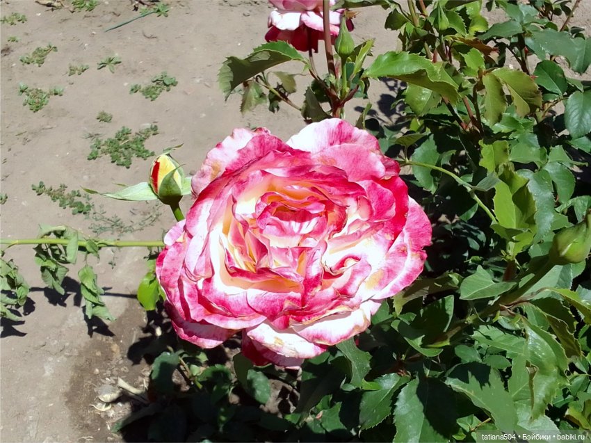 РОЗАтерапия с подружками Крузи