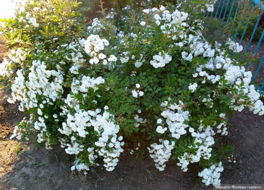 РОЗАтерапия с подружками Крузи