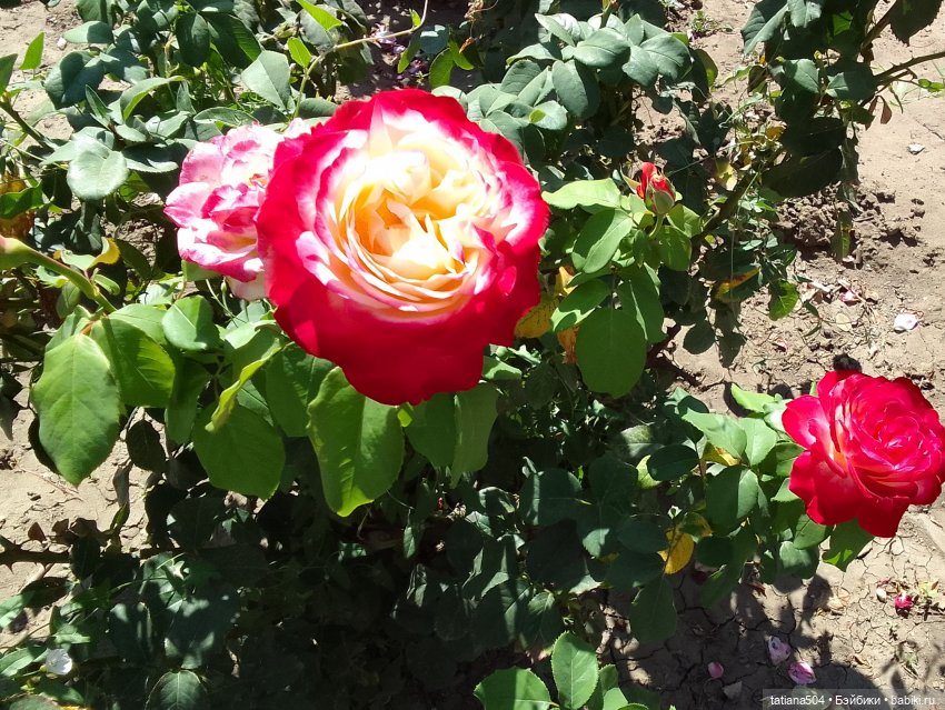 РОЗАтерапия с подружками Крузи