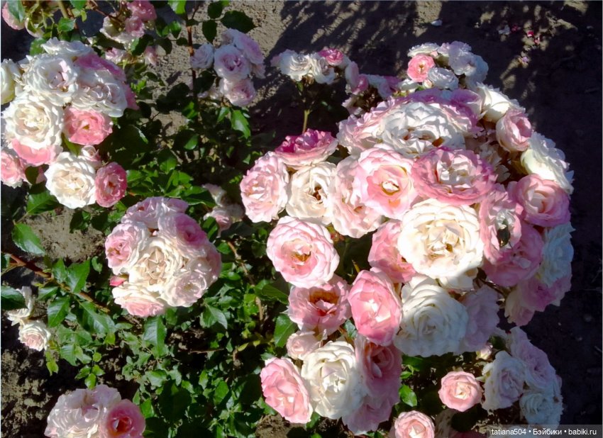 РОЗАтерапия с подружками Крузи (фото 8)