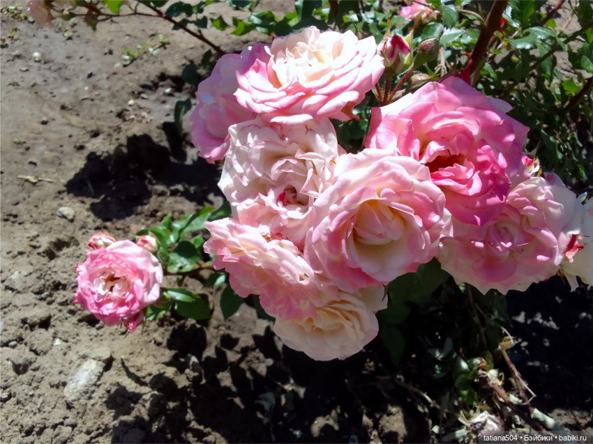 РОЗАтерапия с подружками Крузи (фото 5)