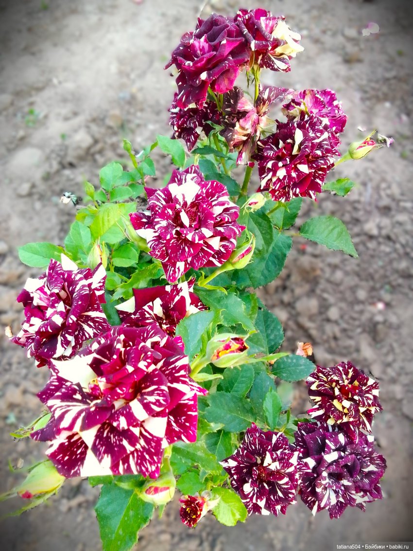 РОЗАтерапия с подружками Крузи