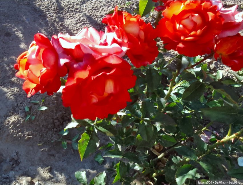 РОЗАтерапия с подружками Крузи