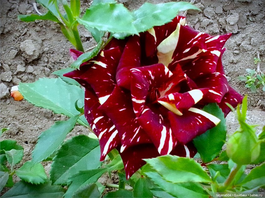 РОЗАтерапия с подружками Крузи