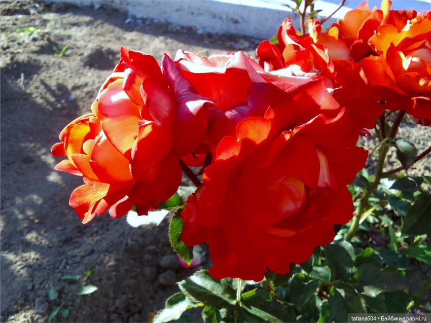 РОЗАтерапия с подружками Крузи