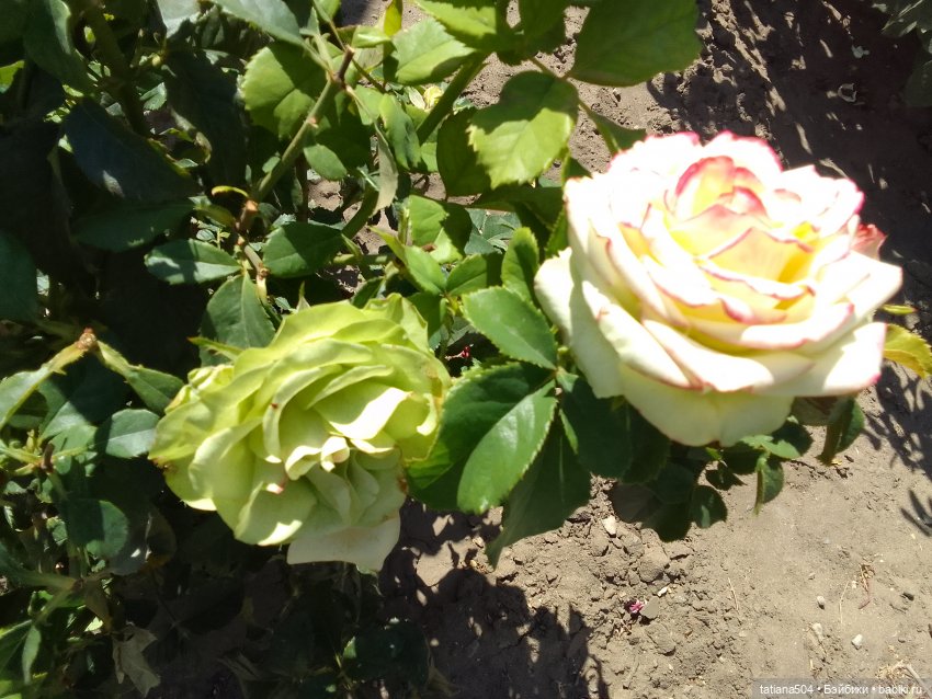 РОЗАтерапия с подружками Крузи