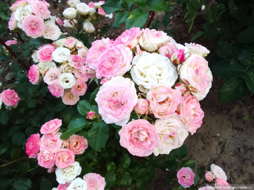 РОЗАтерапия с подружками Крузи