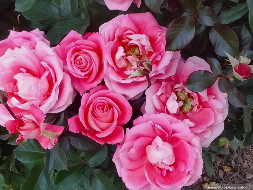 РОЗАтерапия с подружками Крузи