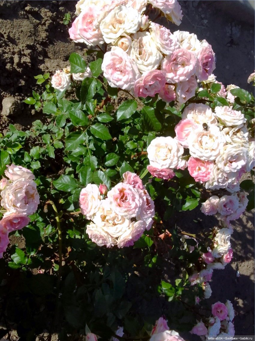 РОЗАтерапия с подружками Крузи (фото 9)