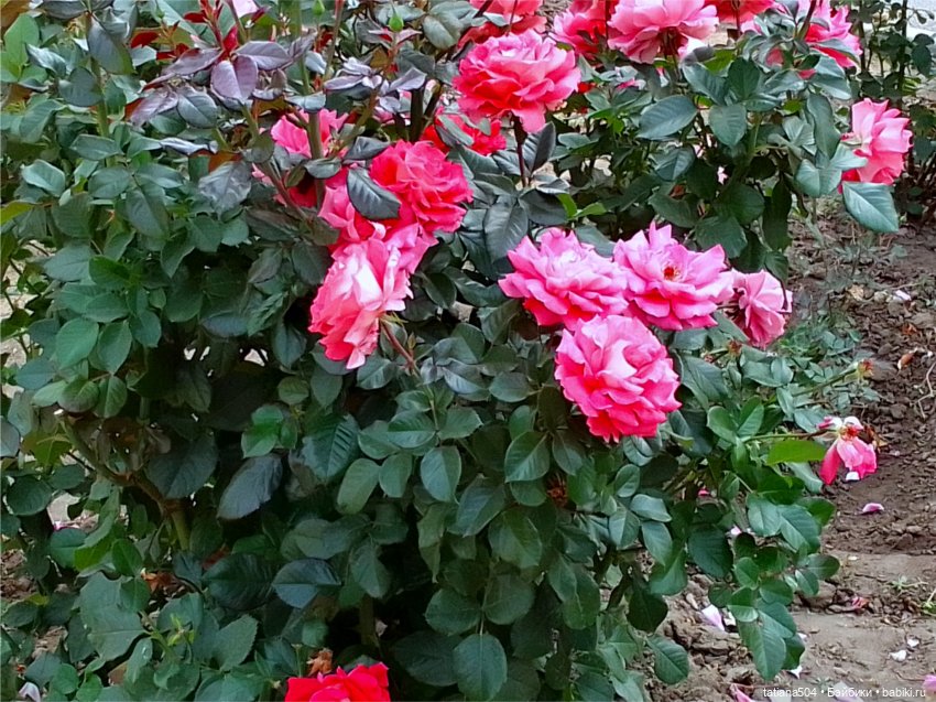 РОЗАтерапия с подружками Крузи (фото 3)