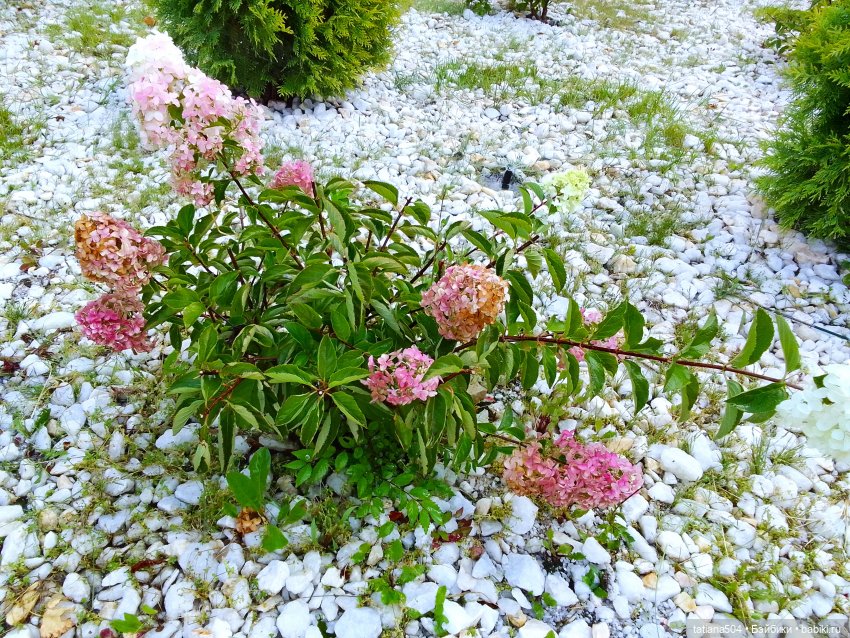 Как Ариша искала хорошее настроение