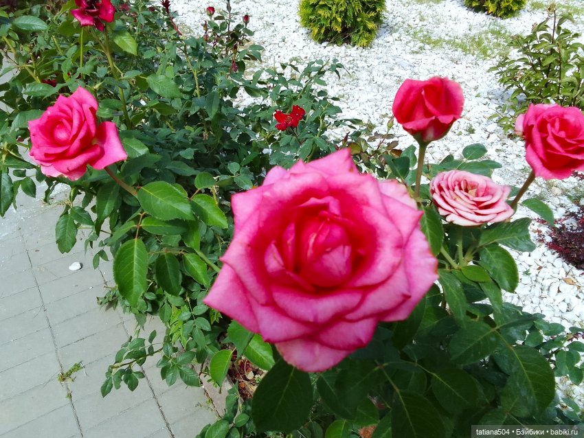 Как Ариша искала хорошее настроение