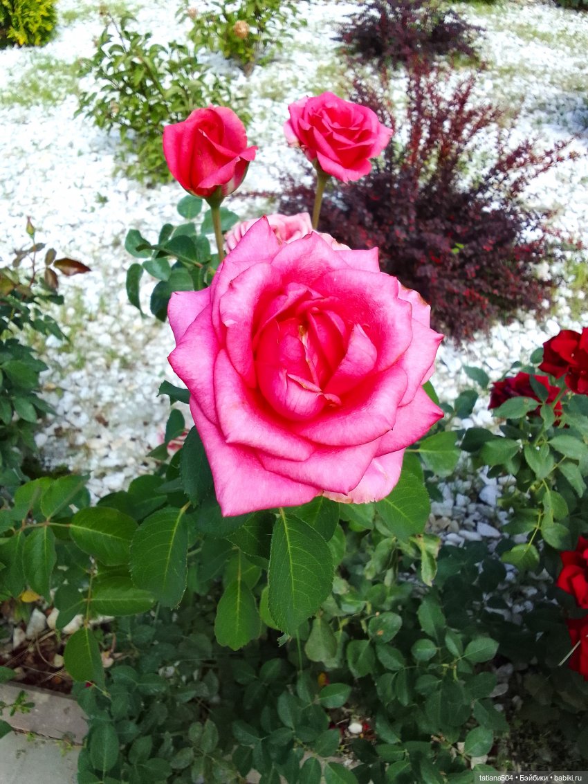 Как Ариша искала хорошее настроение