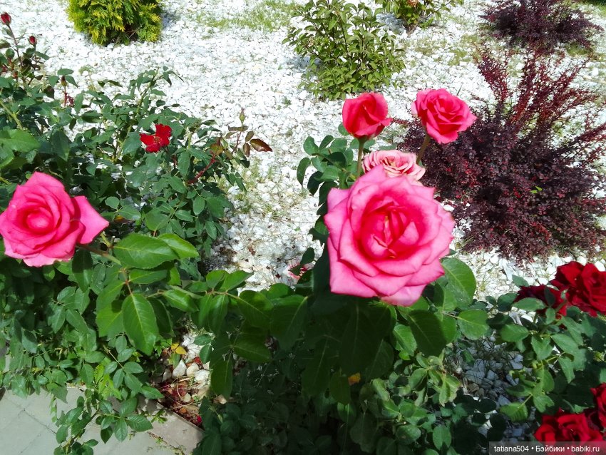 Как Ариша искала хорошее настроение