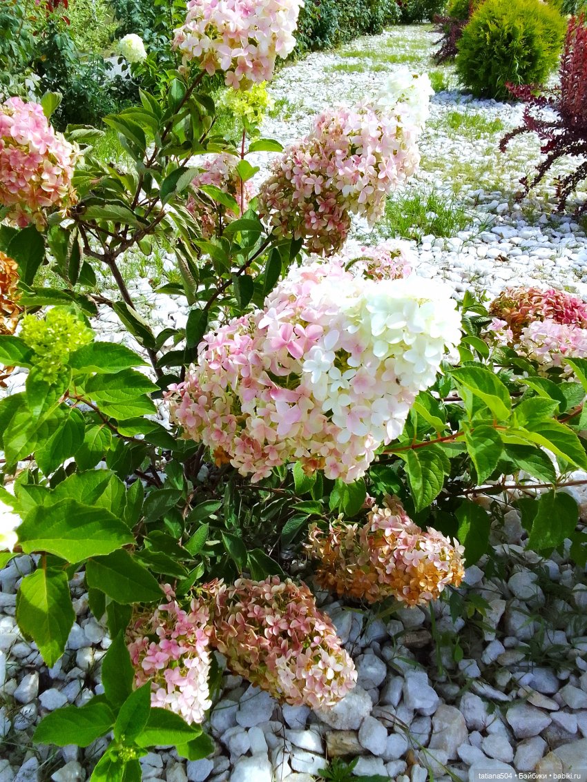 Как Ариша искала хорошее настроение