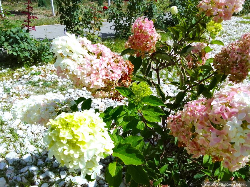 Как Ариша искала хорошее настроение