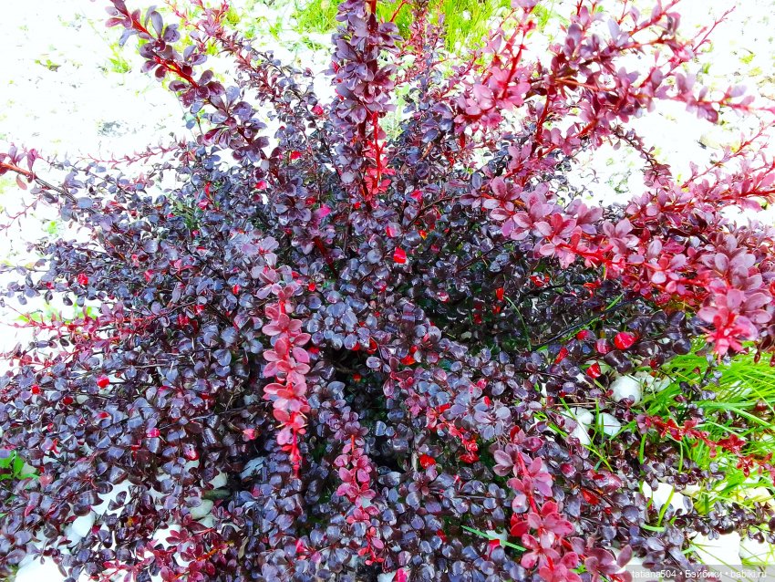 Как Ариша искала хорошее настроение