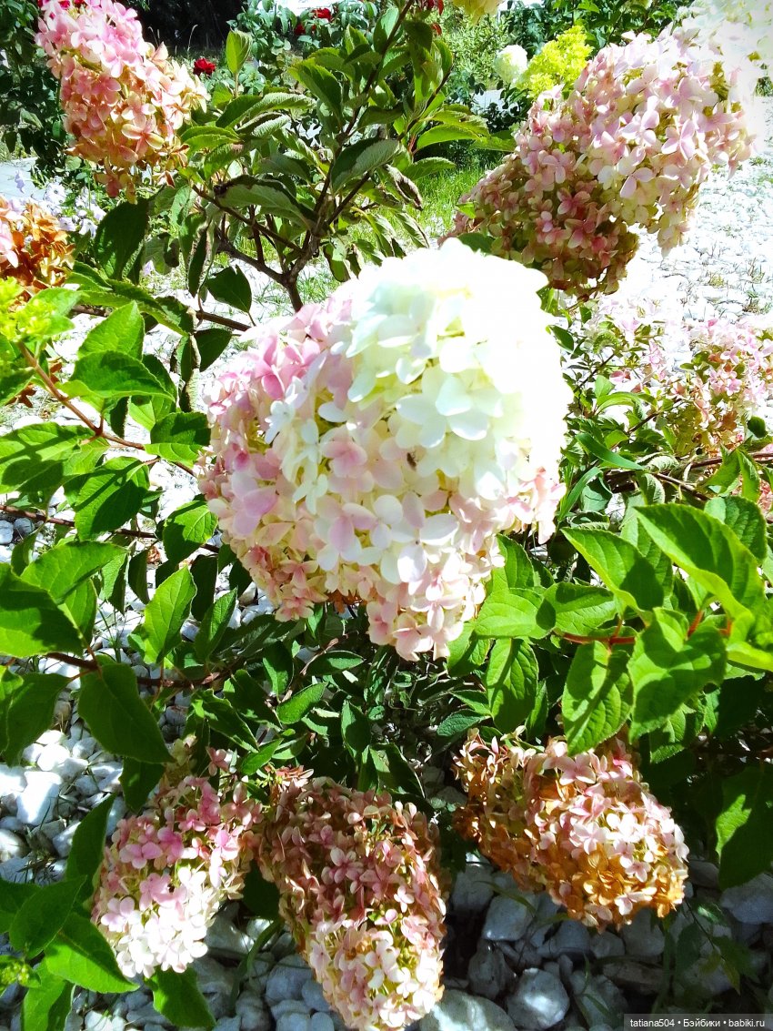 Как Ариша искала хорошее настроение