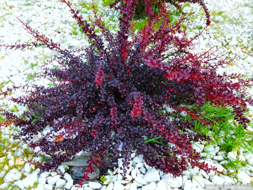 Как Ариша искала хорошее настроение