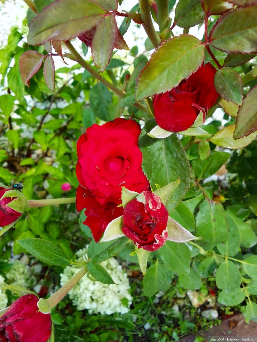 Как Ариша искала хорошее настроение