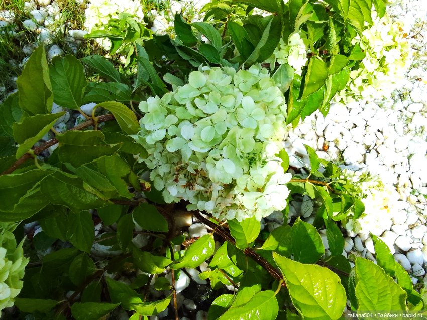 Как Ариша искала хорошее настроение