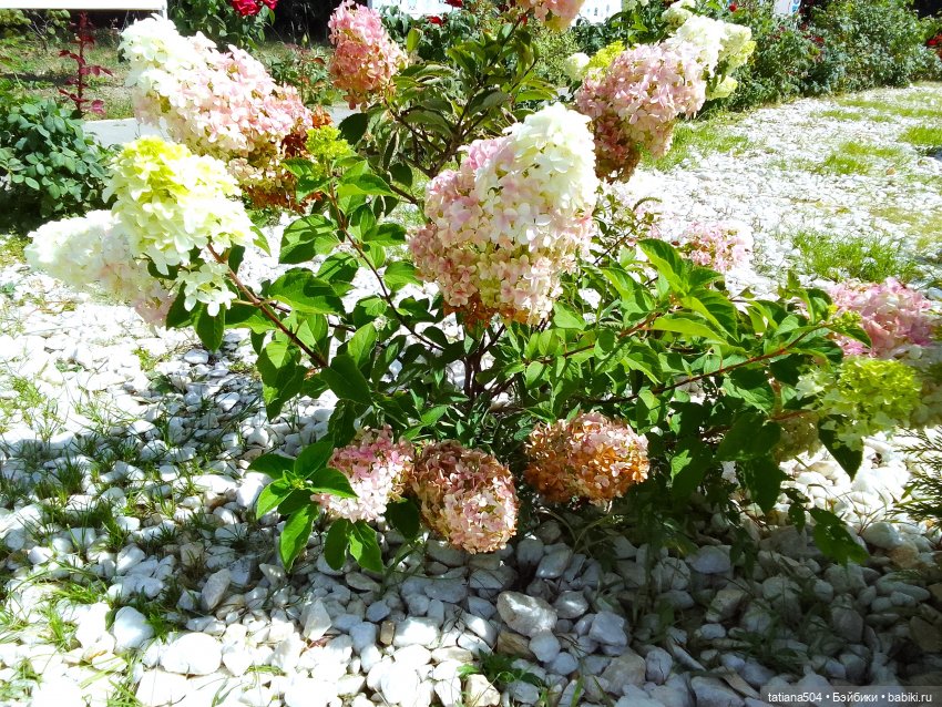 Как Ариша искала хорошее настроение