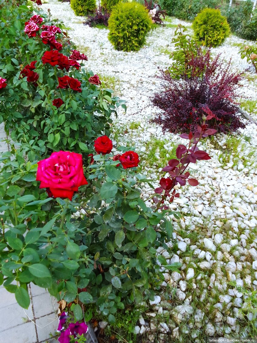 Как Ариша искала хорошее настроение