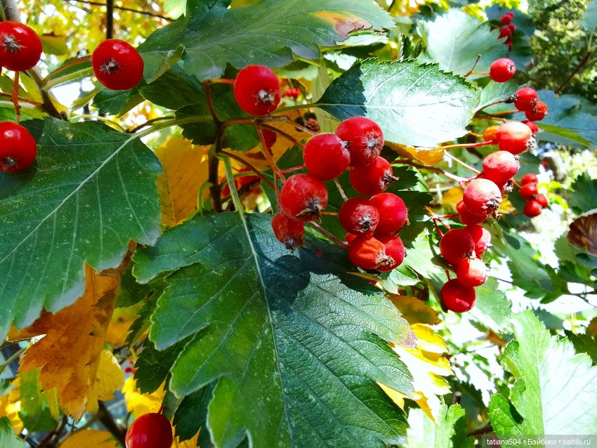 Как Эрика осень искала — Куклы The Doll Maker (Linda Rick): Bonnie Chyle