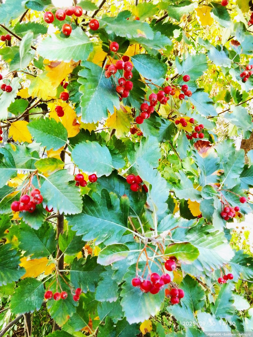 Как Эрика осень искала — Куклы The Doll Maker (Linda Rick): Bonnie Chyle