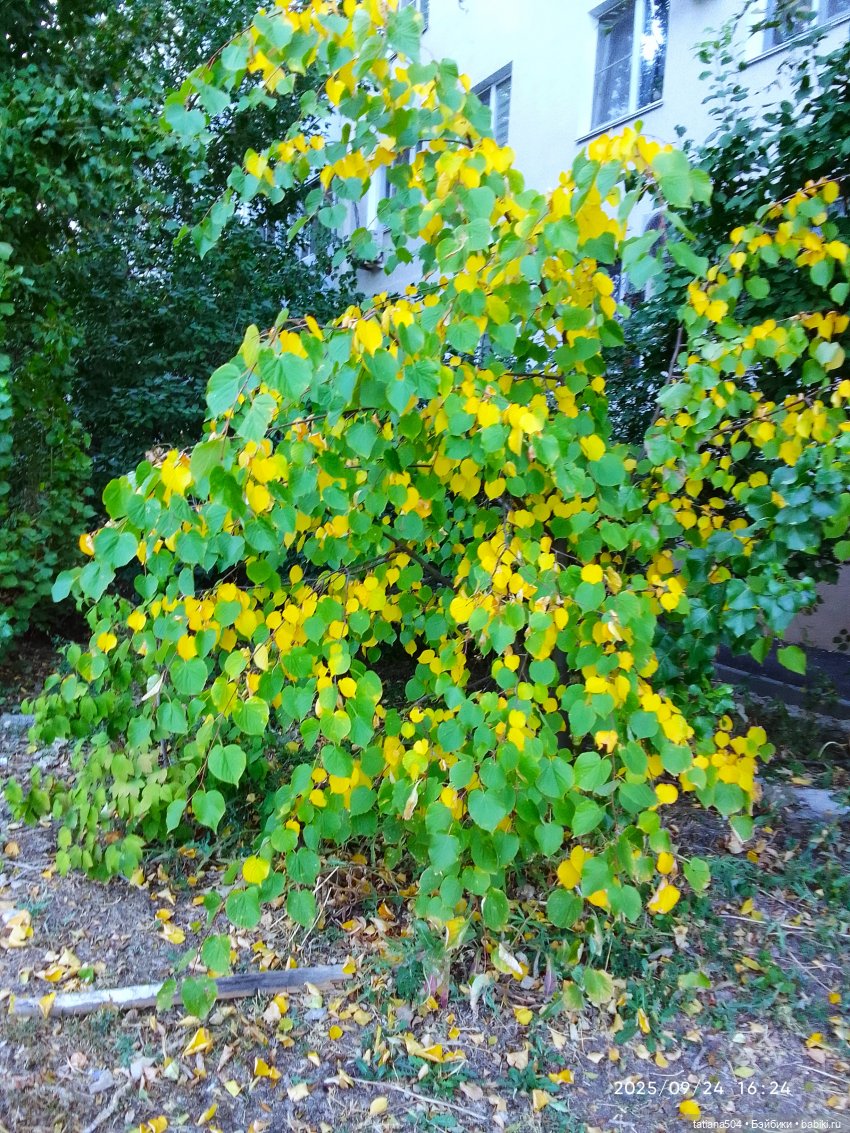 Как Эрика осень искала — Куклы The Doll Maker (Linda Rick): Bonnie Chyle (фото 2)