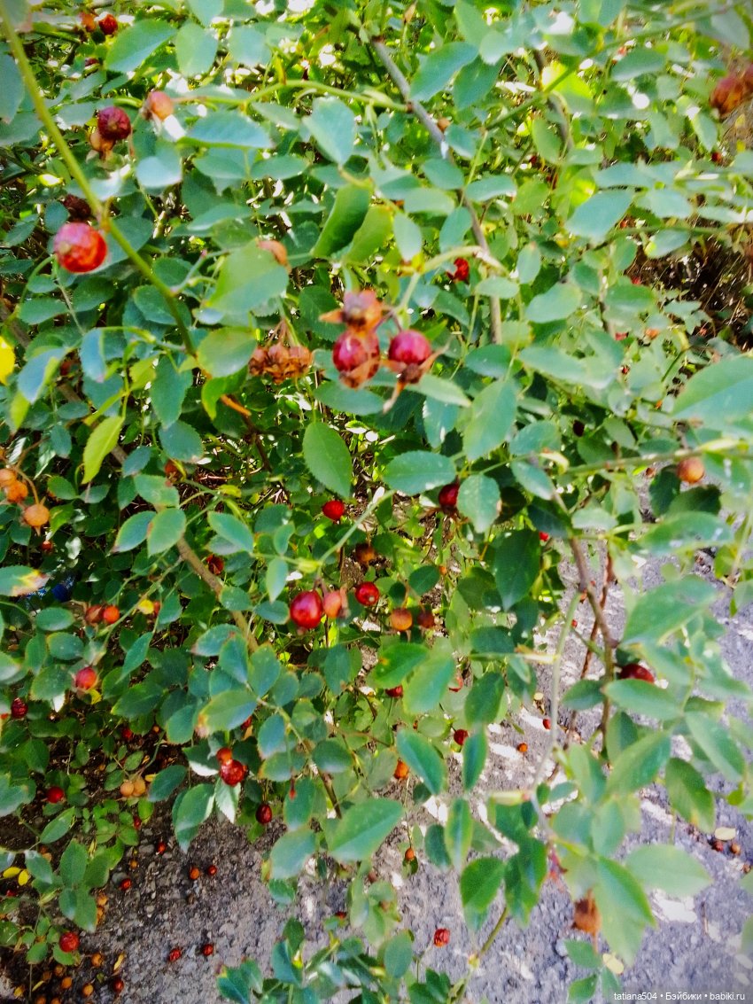 Как Эрика осень искала — Куклы The Doll Maker (Linda Rick): Bonnie Chyle