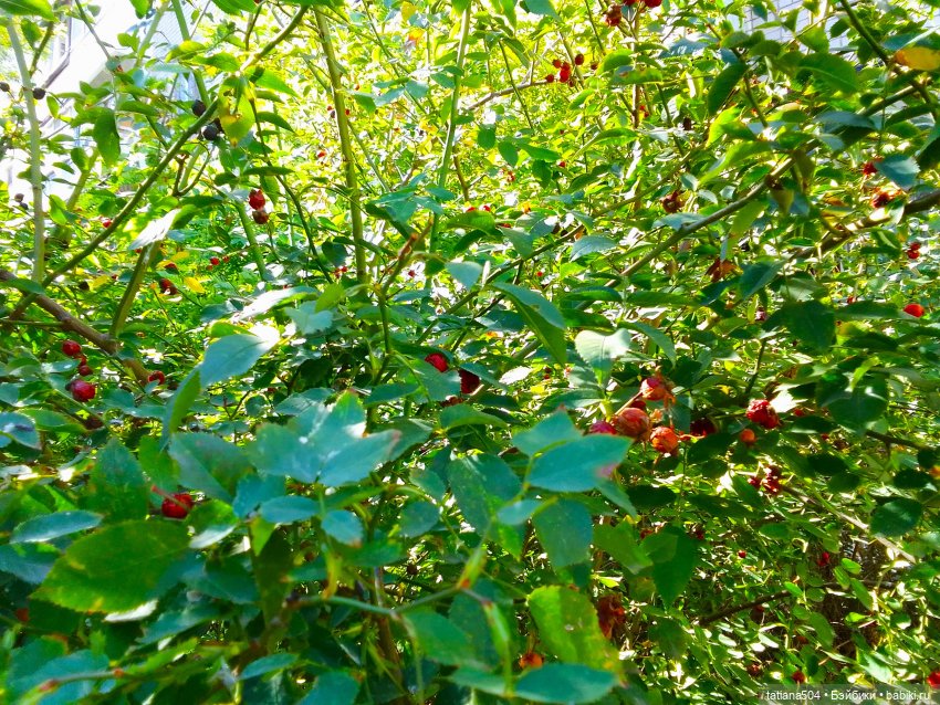 Как Эрика осень искала — Куклы The Doll Maker (Linda Rick): Bonnie Chyle