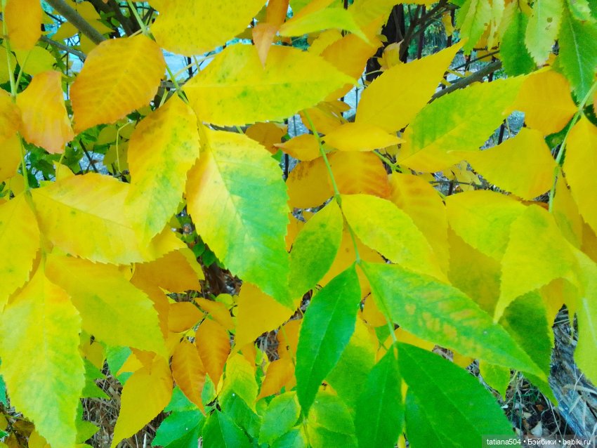 Как Эрика осень искала — Куклы The Doll Maker (Linda Rick): Bonnie Chyle