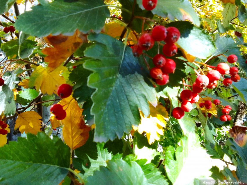 Как Эрика осень искала — Куклы The Doll Maker (Linda Rick): Bonnie Chyle