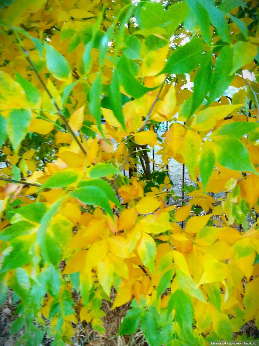 Как Эрика осень искала — Куклы The Doll Maker (Linda Rick): Bonnie Chyle