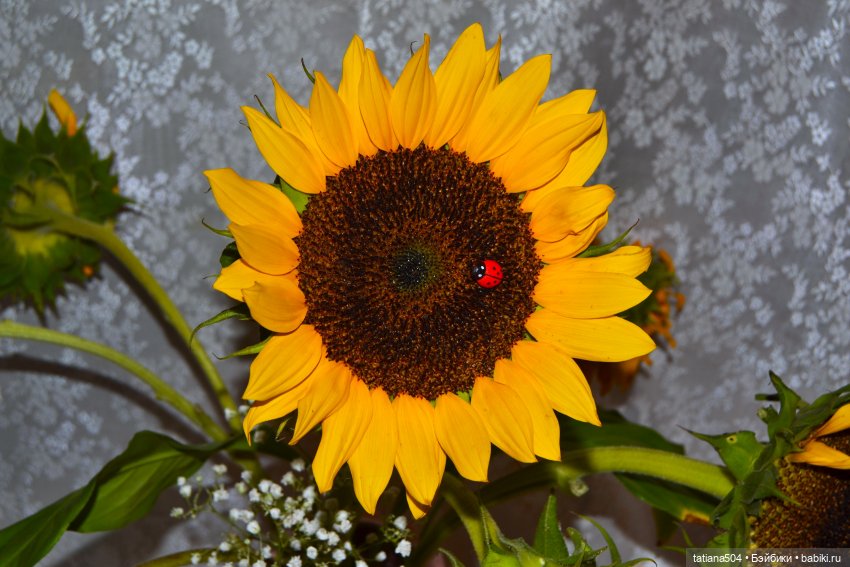 Дарю улыбки и подсолнухи — Куклы Helen Kish (Хелен Киш): Riley (Райли)