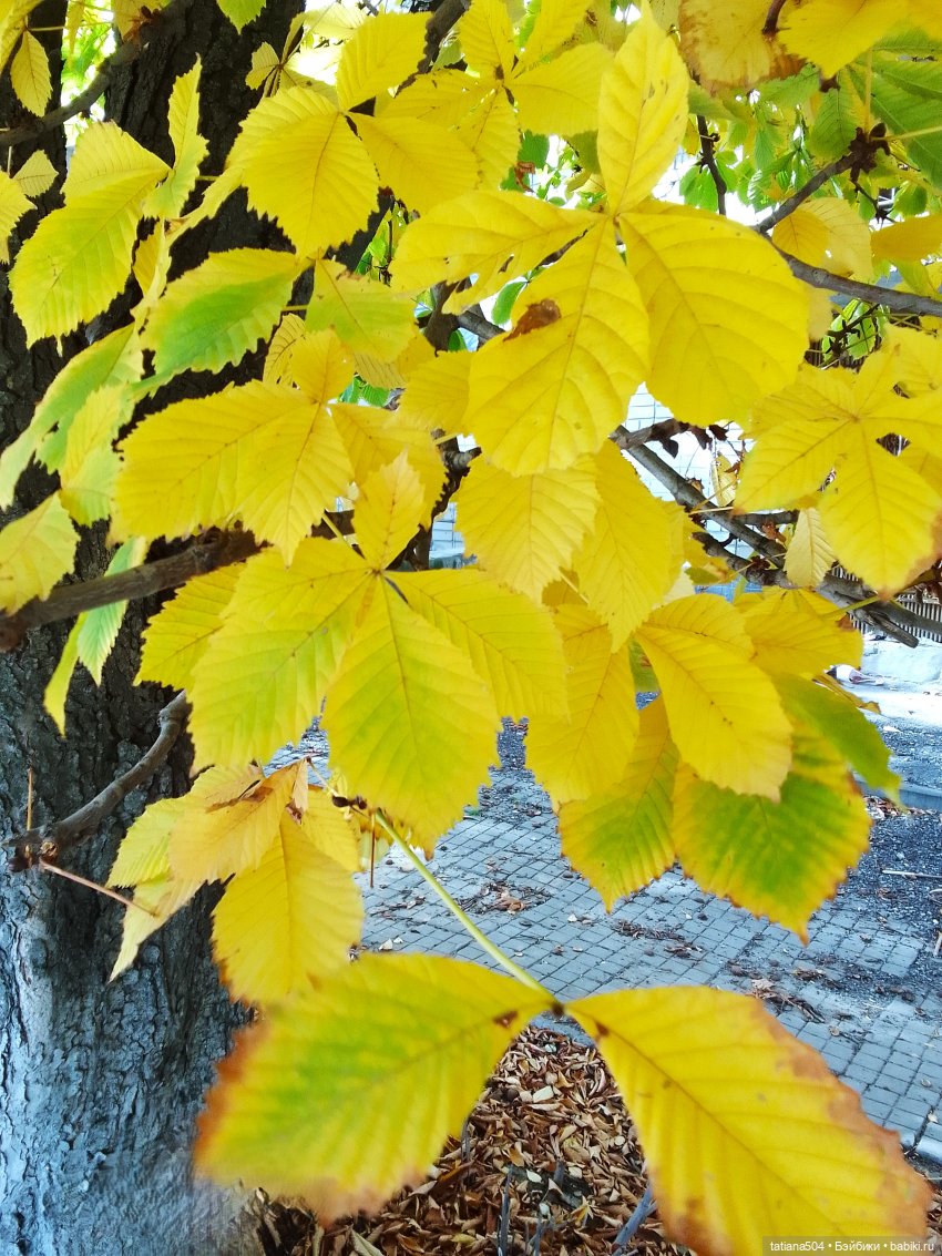 Осенний марафон - 2 с куклами Хелен Киш
