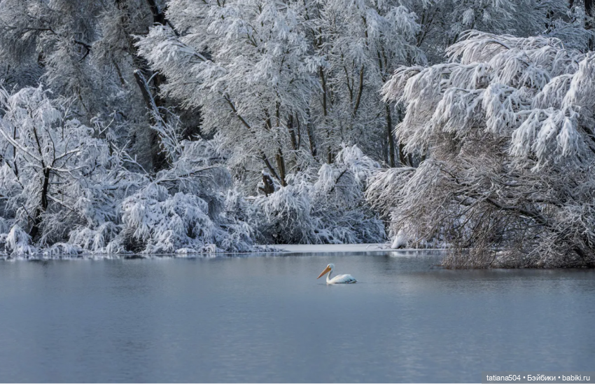 Рождество, красный Кардинал и малышка Петси (фото 10)