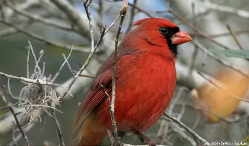 Рождество, красный Кардинал и малышка Петси