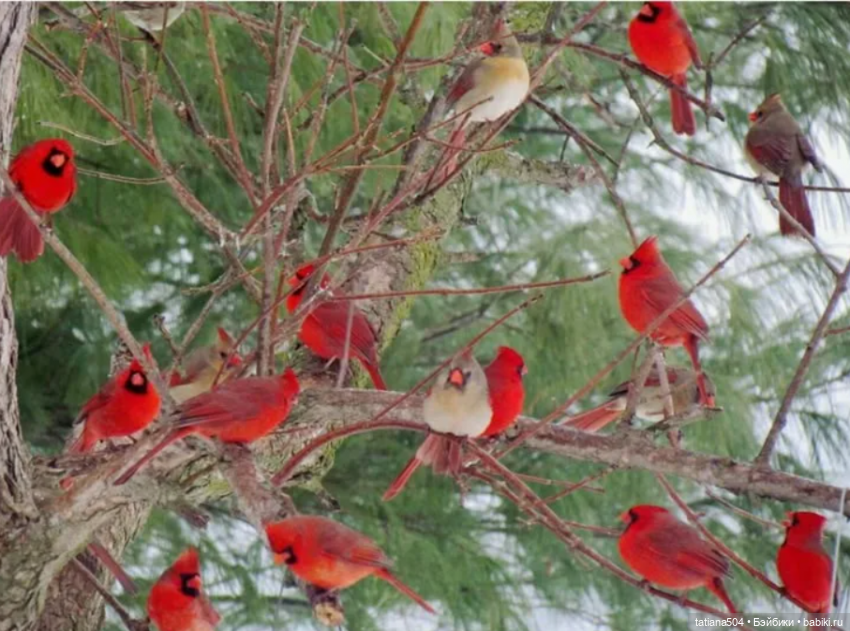 Рождество, красный Кардинал и малышка Петси