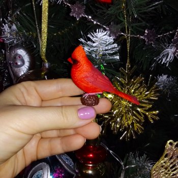 Рождество, красный Кардинал и малышка Петси