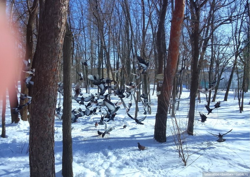 Как с нами февраль прощался, гуляли с Аришой и Машей