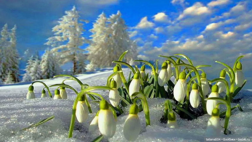 Я подарю ландыши, от души...розы, мимозы (фото 5)